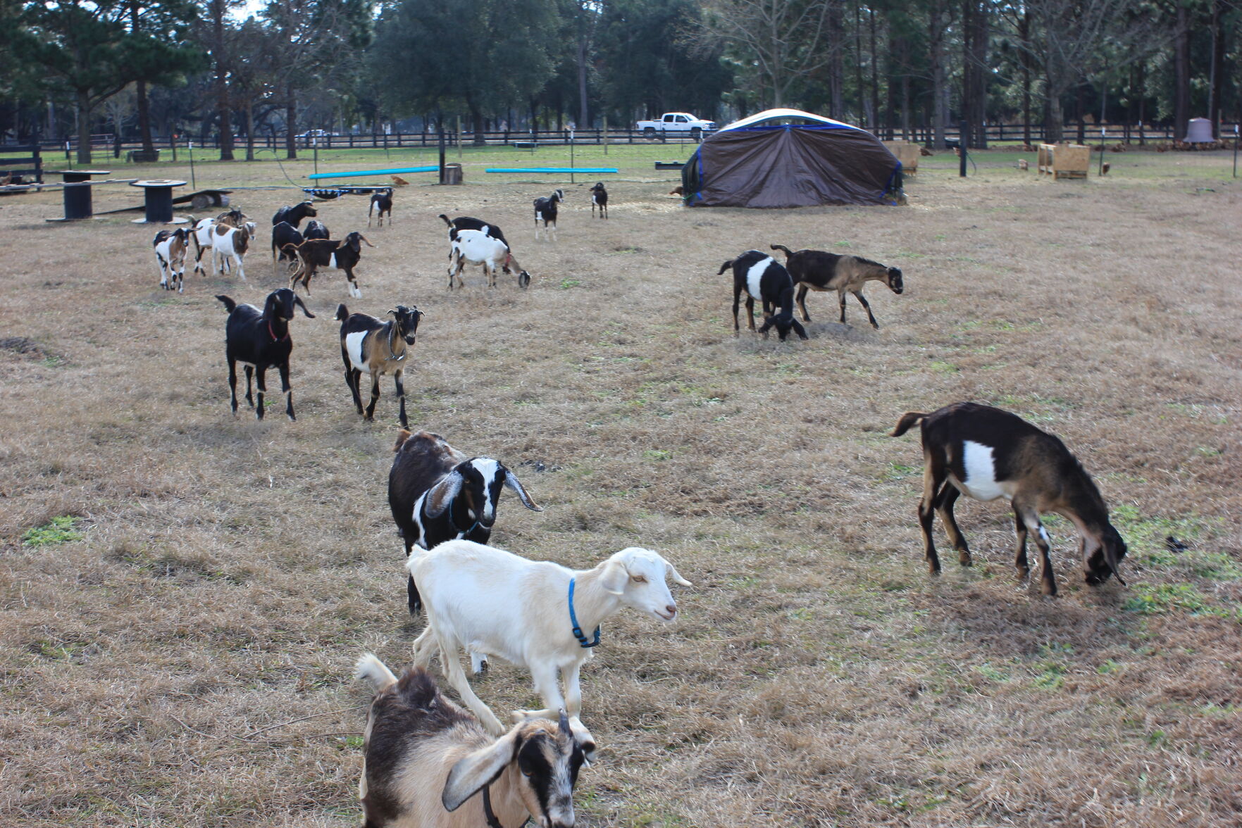KI River goats
